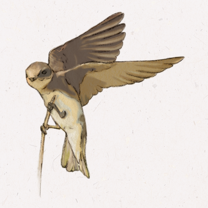 A naturalistic drawing of a brown swallow with a pale belly and collar clinging to a thin twig