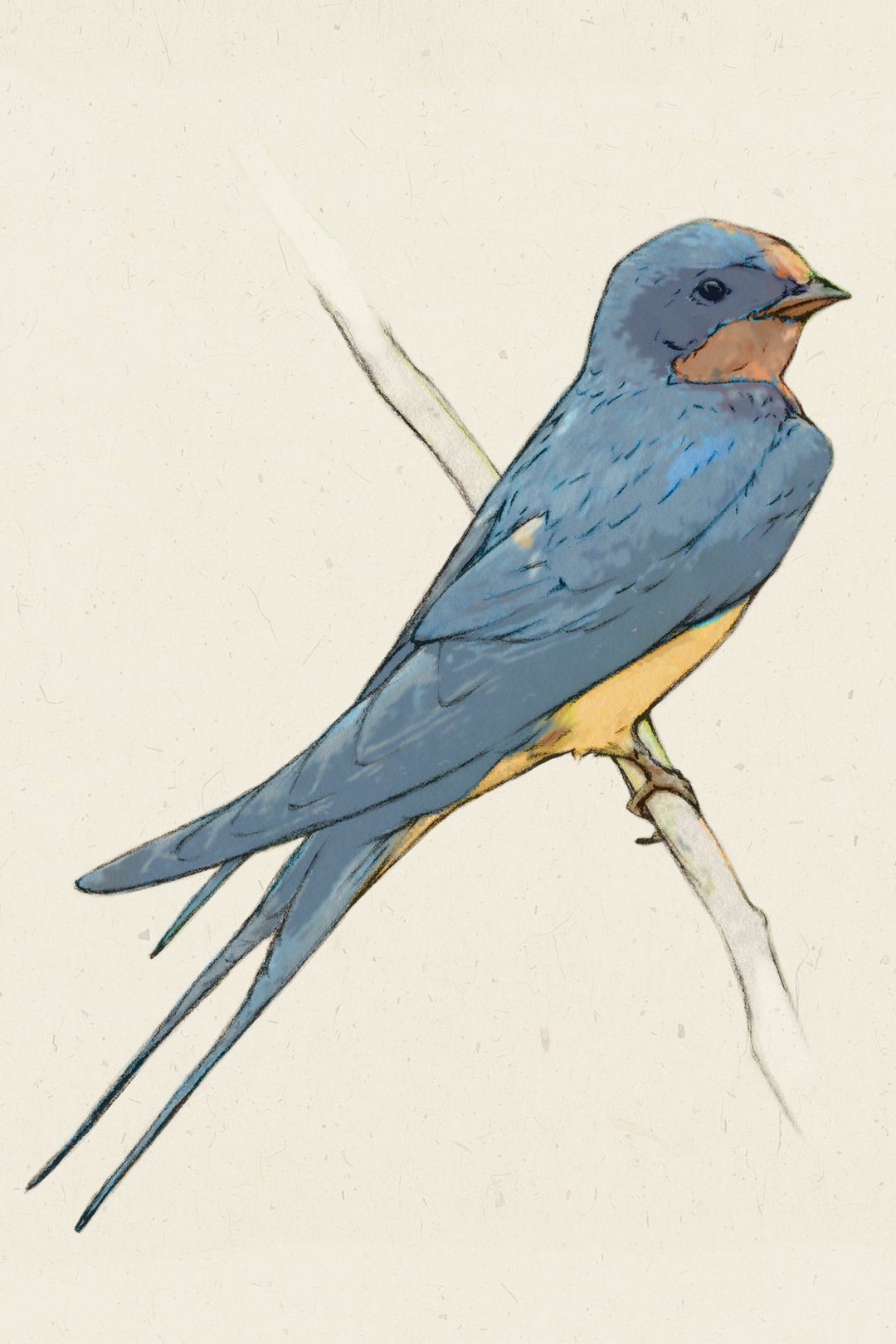 A naturalistic drawing of a vibrant blue swallow with a yellow underside and orange on its throat and forehead