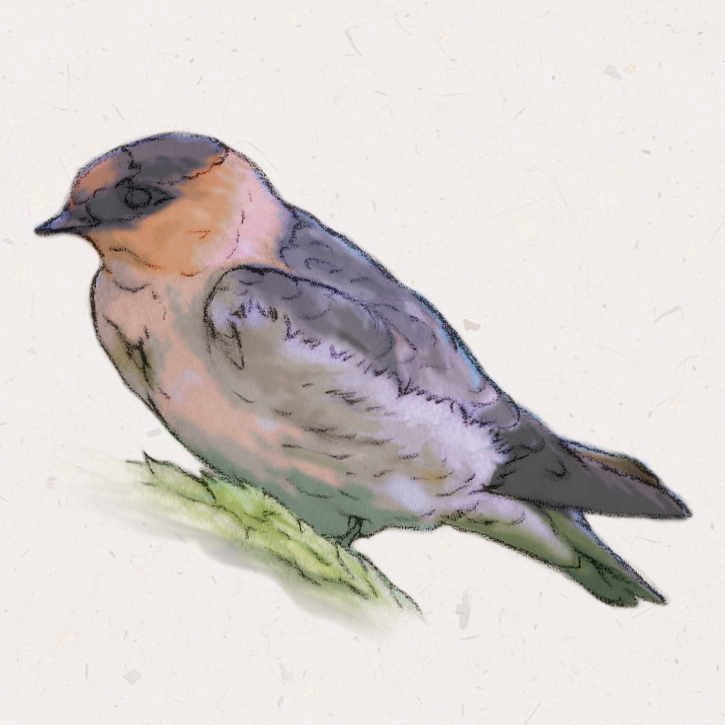 A naturalistic drawing of a swallow with a dark back and pale belly, with orange cheecks and throat and a red forehead