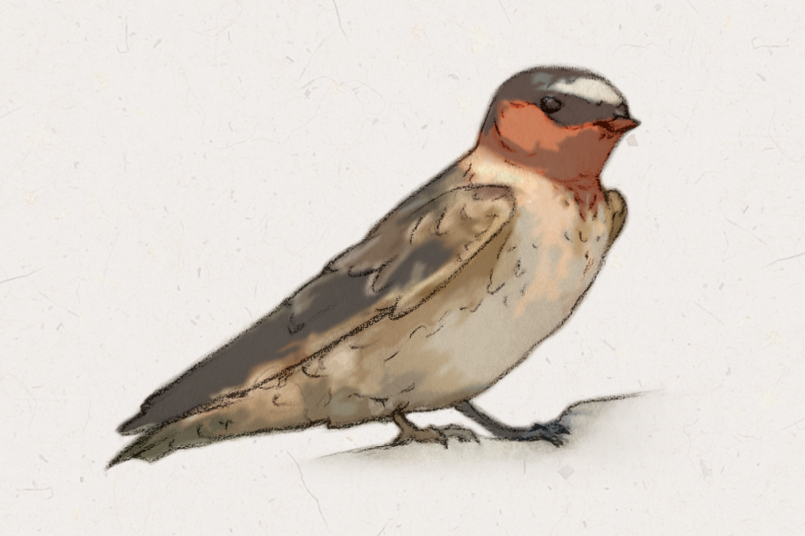 A naturalistic drawing of a swallow with a dark back and pale belly, with red cheecks and throat and a white crown