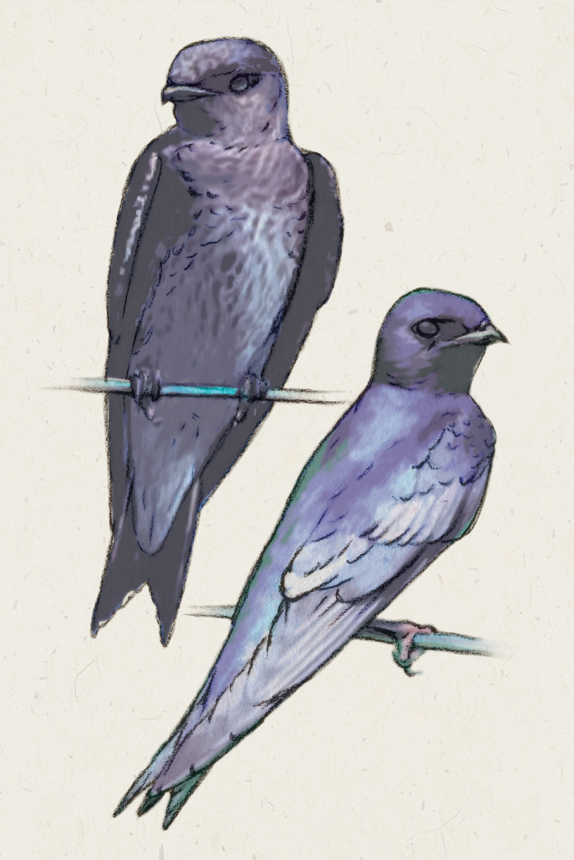 A naturalistic drawing of two purple-black martins, with the upper one having a cloudy gray belly