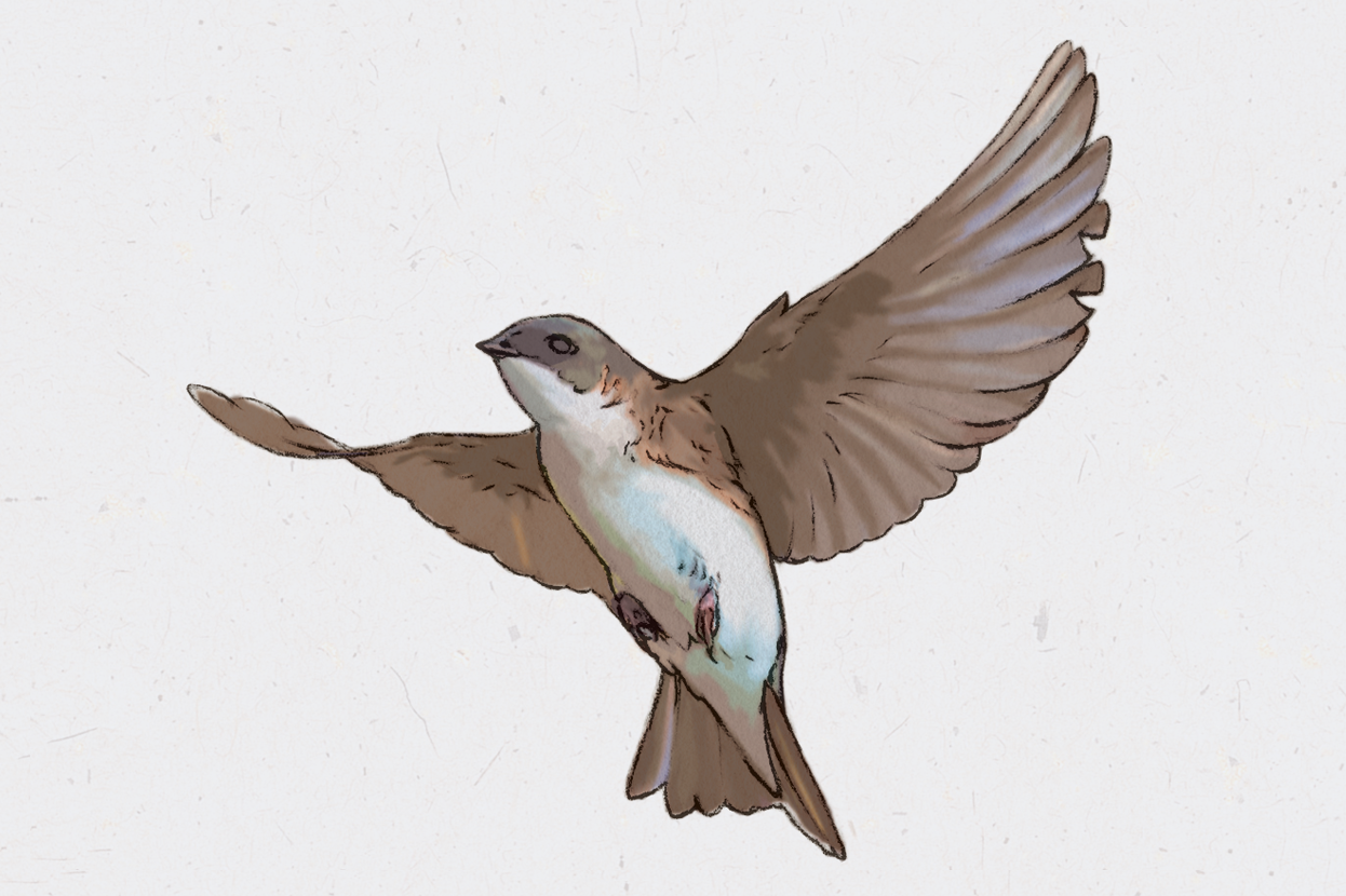 A naturalistic drawing of a brown swallow with a white underside, its wings spread in flight