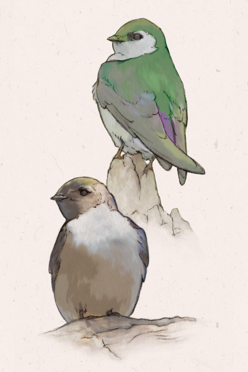 A naturalistic drawing of two swallows with white bellies, the upper one with a vibrant green cap and back and the lower with a brown back and green cap