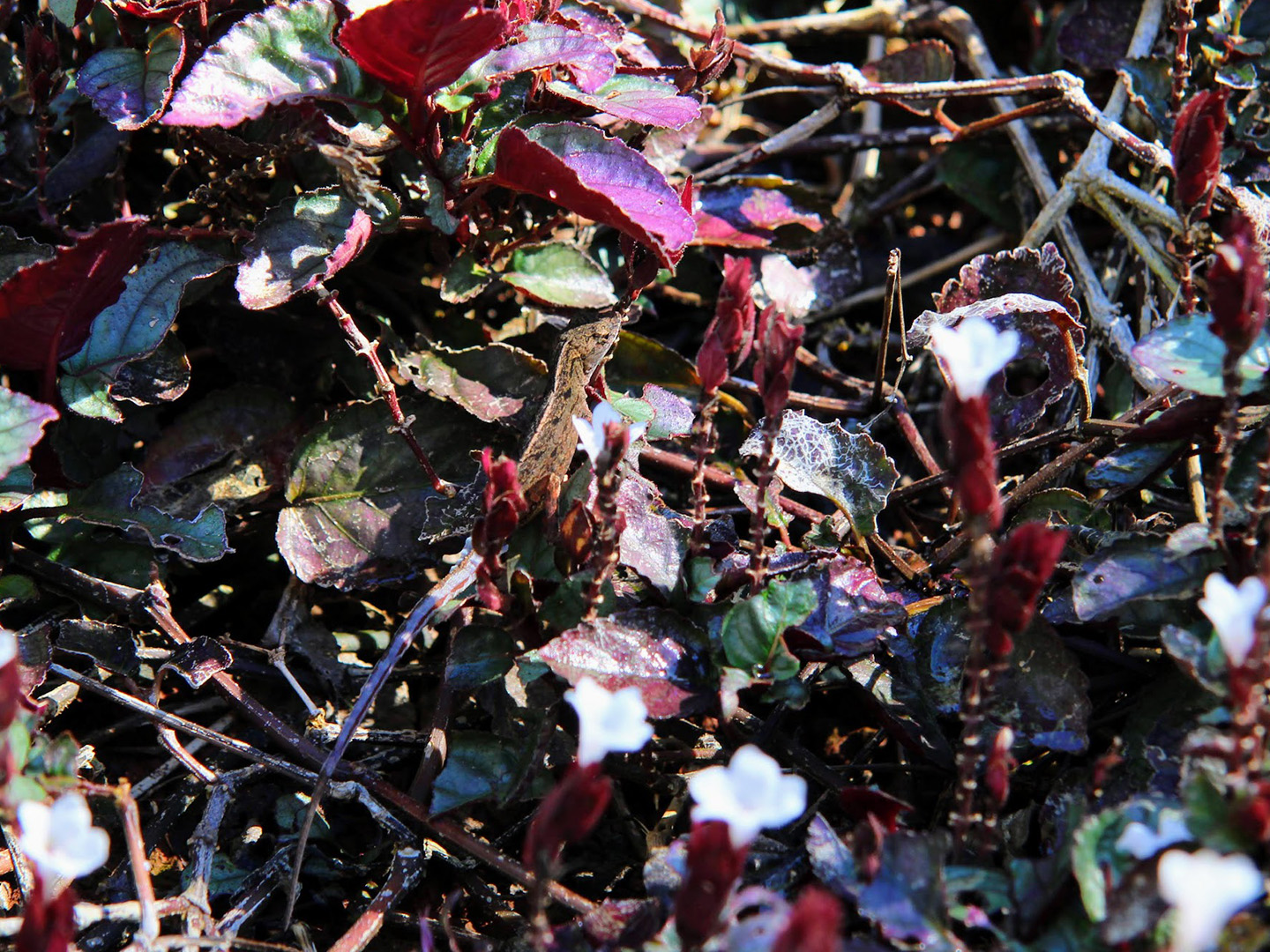 A chaotic backdrop of dark green and purple leaves with a blue-tailed lizard hiding among them