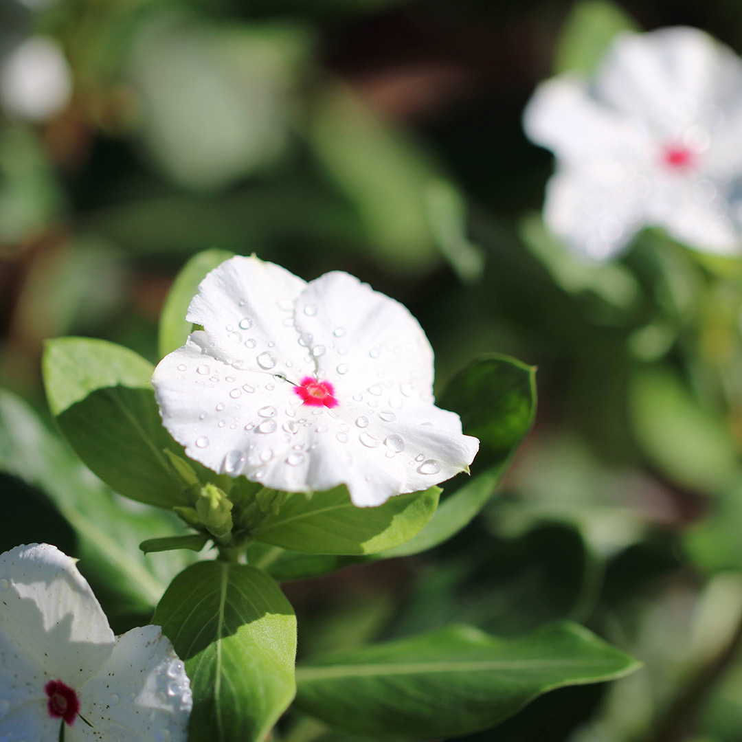 A closeup of a delicate white flower sprinkled with dew