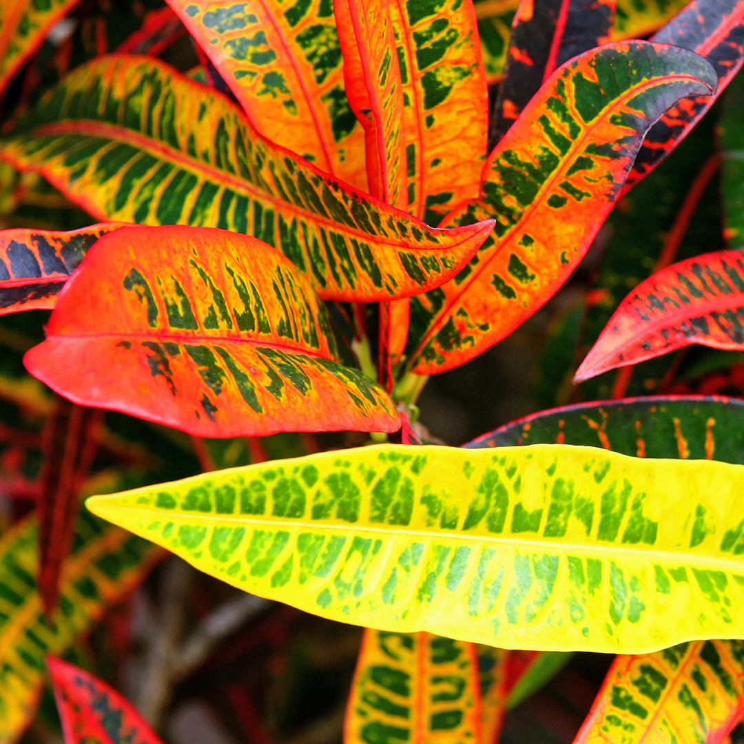 Tropical leaves with fiery colors and patches of green