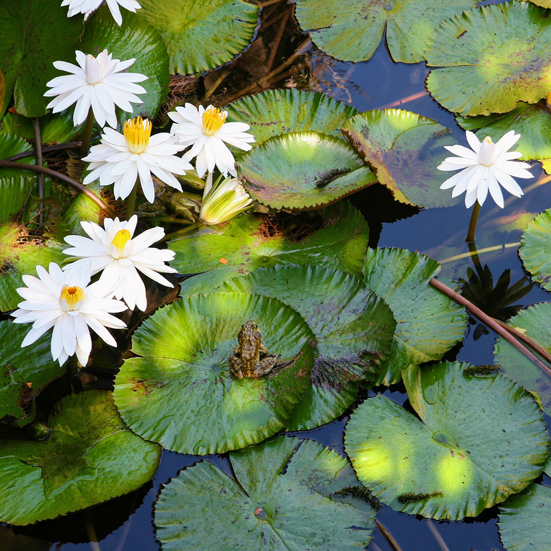 Lilypads with a frog resting on one and a handful of large white blooms