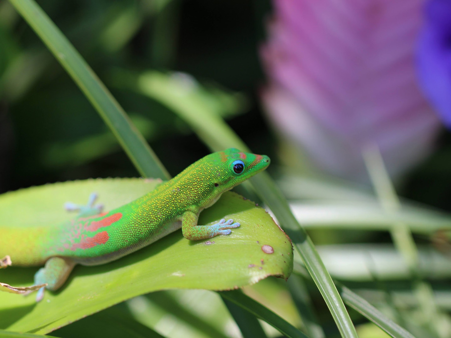 A bright green gecko sunning on a leaf