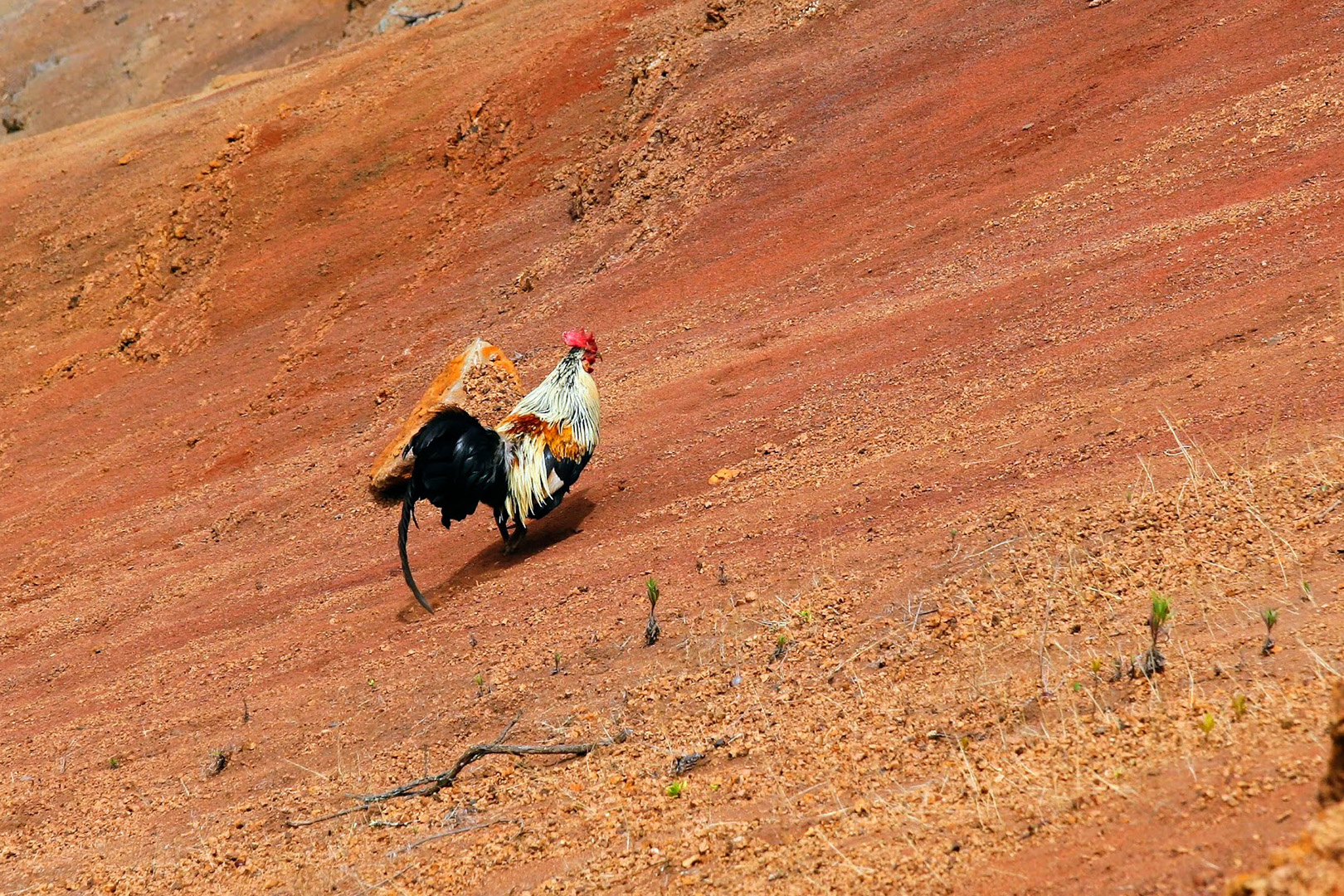 A rooster with bold colors struts along a steep slope